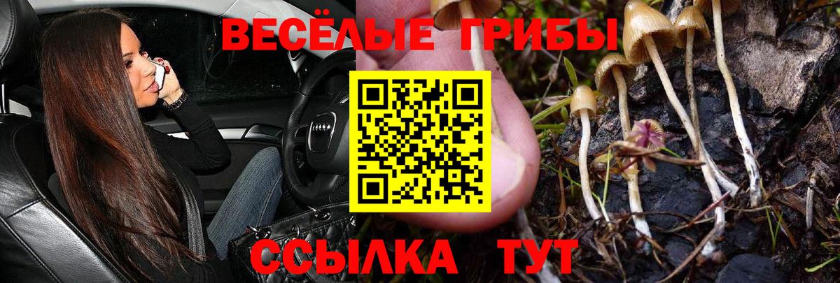 Псилоцибиновые грибы Psilocybe Иваново